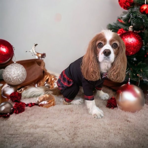 画像4:  3月新作 【キャバスーツ FRILL】キャロルチェック (4)