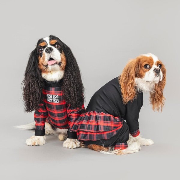 画像7:  3月新作 【キャバスーツ FRILL】キャロルチェック (7)