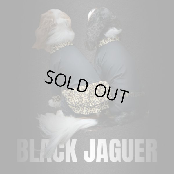 画像6:  10％OFF 【キャバスーツ FRILL】BLACK JAGUAR (6)