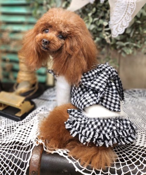 画像7:  【10％OFF】 【as know as de wan】Ｎ千鳥フリンジＳＫ お着替えシリーズ (7)