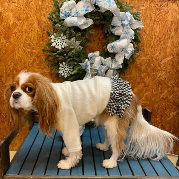 画像5:  【10％OFF】 【as know as de wan】Ｎ千鳥フリンジＳＫ お着替えシリーズ (5)