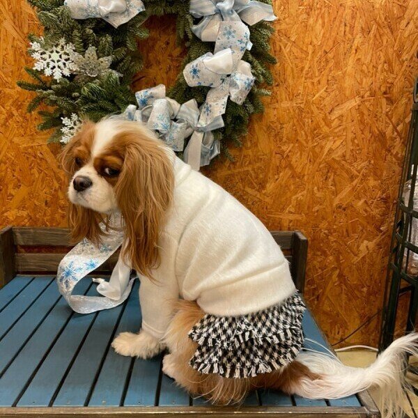 画像4:  【10％OFF】 【as know as de wan】Ｎ千鳥フリンジＳＫ お着替えシリーズ (4)