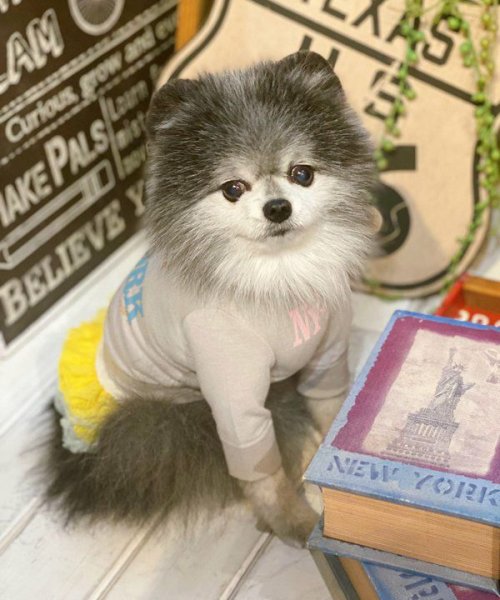 画像11:  【30%OFF】 【as know as de wan】N☆NEWYORKロンT (11)