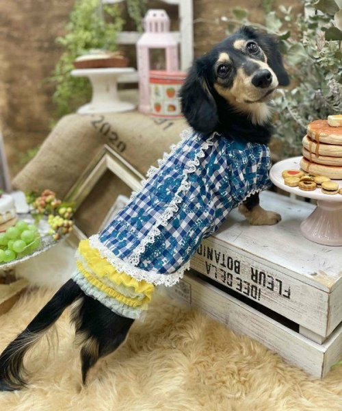 画像17:  【30％OFF】 【as know as de wan】ＮチョコチュチュＳＫ (17)