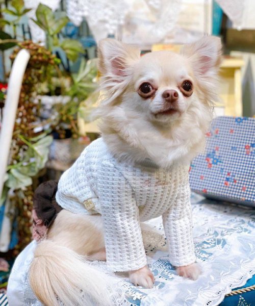 画像14:  【30%OFF】 【as know as de wan】NビッグワッフルロンT (14)