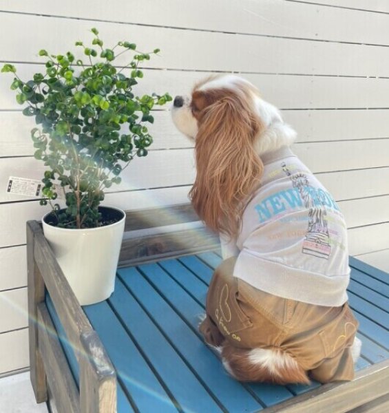 画像3:  【30%OFF】 【as know as de wan】N☆NEWYORKロンT (3)