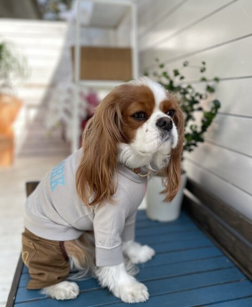 画像4:  【30%OFF】 【as know as de wan】N☆NEWYORKロンT (4)