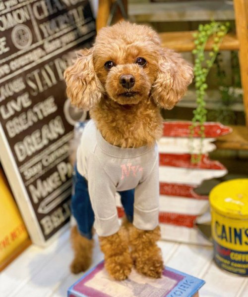 画像19:  【30%OFF】 【as know as de wan】N☆NEWYORKロンT (19)