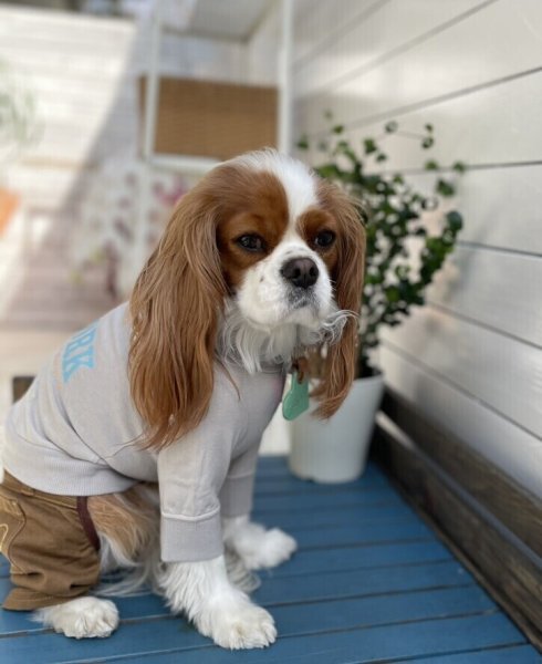 画像5:  【30%OFF】 【as know as de wan】N☆NEWYORKロンT (5)