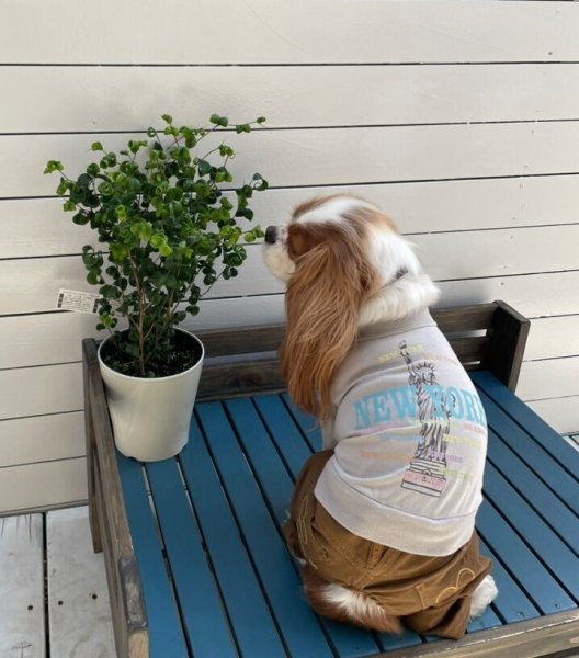 画像6:  【30%OFF】 【as know as de wan】N☆NEWYORKロンT (6)