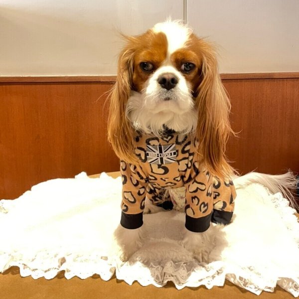 画像10:  人気★再販 【キャバスーツ  FLEECE】ブラウンシュガー (10)