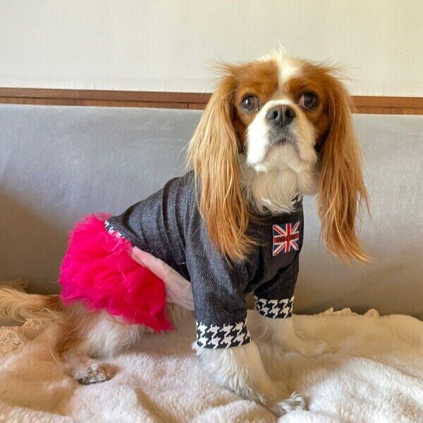 画像4: CAVA TEE試着セット（430円分ポイントバック付き） (4)