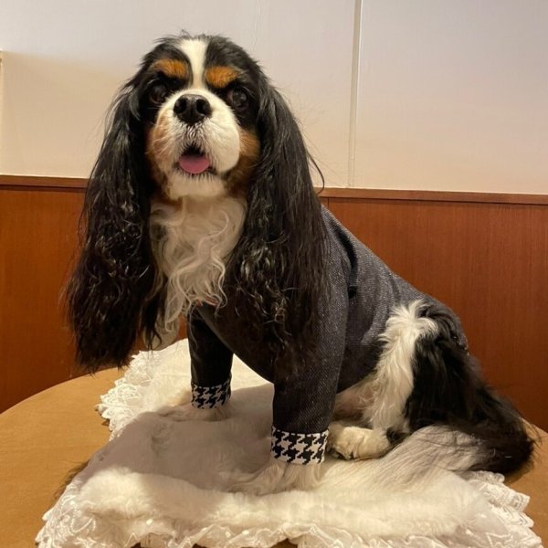 画像3: CAVA TEE試着セット（430円分ポイントバック付き） (3)