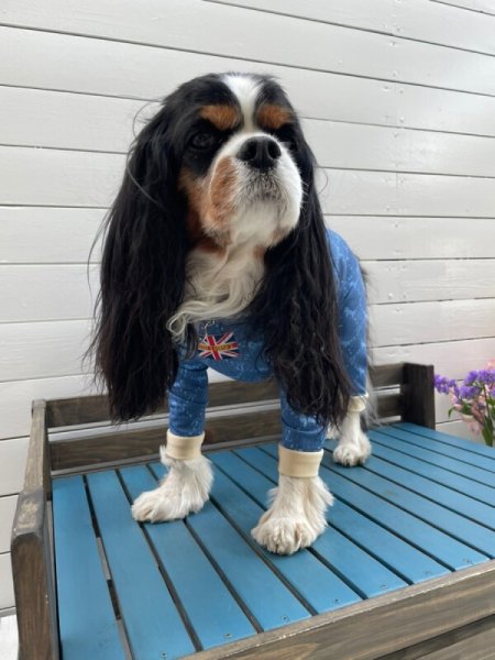 画像5:  10％OFF 【キャバスーツ LIMITED】Anniversary Monogram：DENIM BLUE (5)