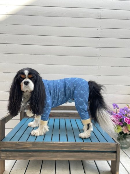 画像7:  10％OFF 【キャバスーツ LIMITED】Anniversary Monogram：DENIM BLUE (7)