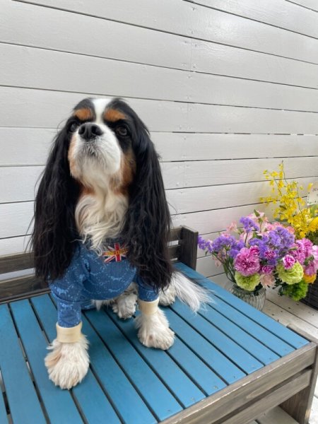 画像4:  10％OFF 【キャバスーツ LIMITED】Anniversary Monogram：DENIM BLUE (4)