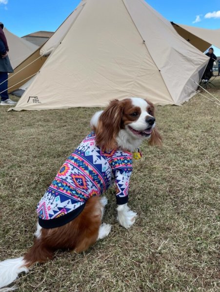 画像6:  30％OFF 【CAVA TEE】オルテガ23 (6)