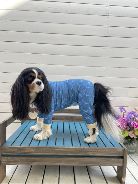 画像6:  10％OFF 【キャバスーツ LIMITED】Anniversary Monogram：DENIM BLUE (6)