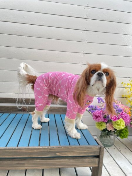 画像10:  10％OFF 【キャバスーツ LIMITED】Anniversary Monogram：DENIM BLUE (10)