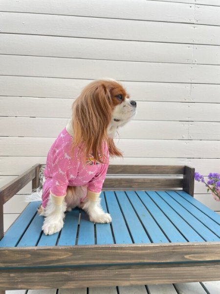 画像9:  10％OFF 【キャバスーツ LIMITED】Anniversary Monogram：DENIM BLUE (9)