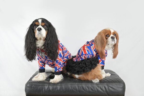 画像5:  30％OFF 【CAVA TEE】UK ORIGINAL (5)