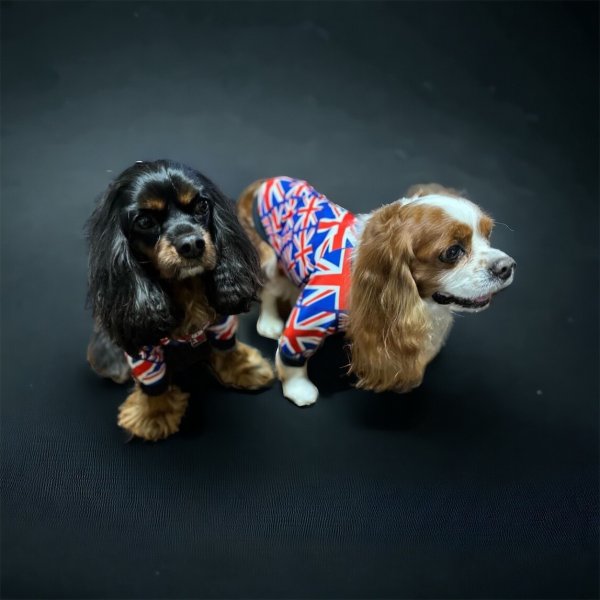 画像3:  30％OFF 【CAVA TEE】UK ORIGINAL (3)