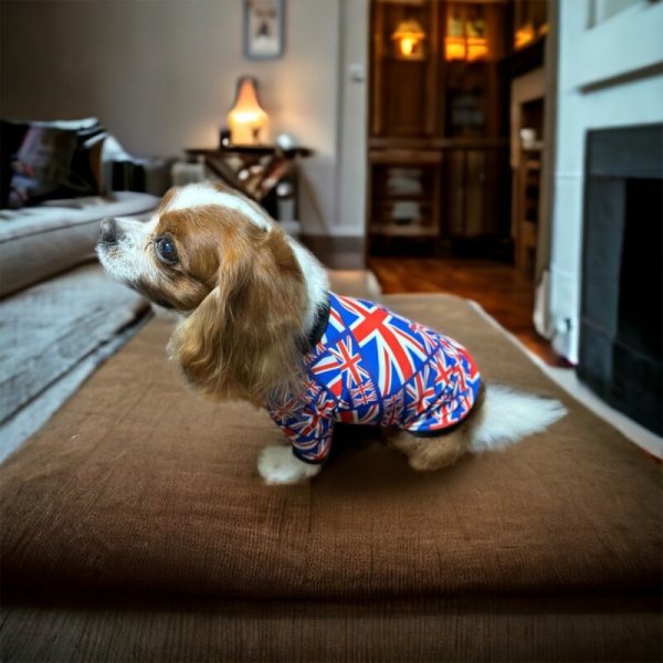 画像4:  30％OFF 【CAVA TEE】UK ORIGINAL (4)