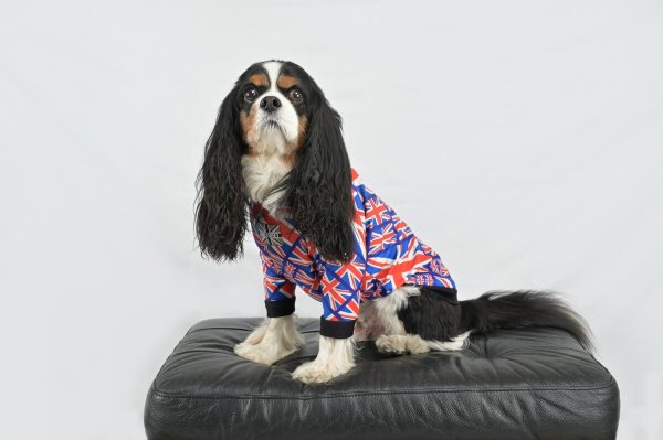 画像6:  30％OFF 【CAVA TEE】UK ORIGINAL (6)