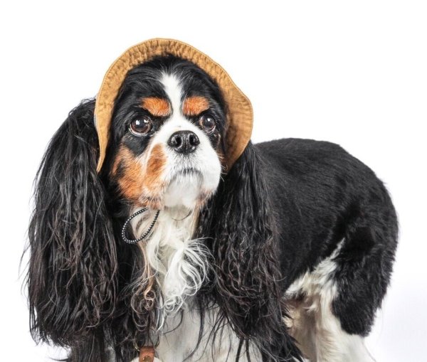 画像2: イヌクロ刺繍ハット (2)