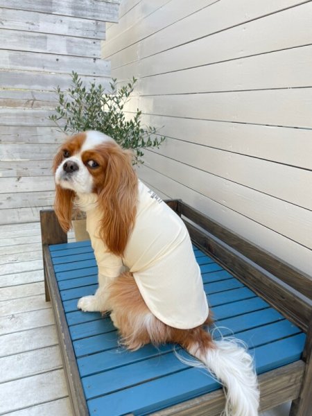 画像33:  【10％OFF】 SKIN TIGHT COOL T-SHIRT  スキンタイトクールＴシャツ (33)