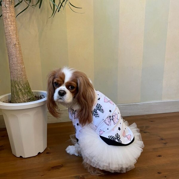 画像13:  30％OFF 【CAVA TEE】COCO RIBBON (13)