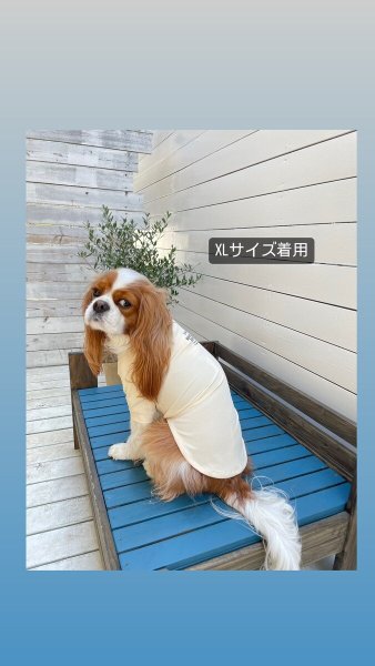 画像3:  【10％OFF】 SKIN TIGHT COOL T-SHIRT  スキンタイトクールＴシャツ (3)