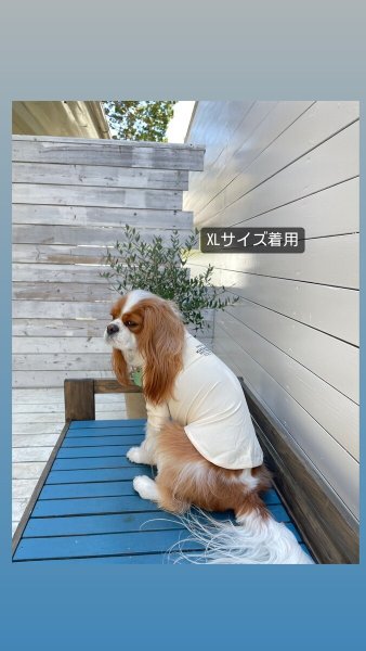 画像2:  【10％OFF】 SKIN TIGHT COOL T-SHIRT  スキンタイトクールＴシャツ (2)