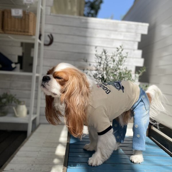 画像3:  【30％OFF】 【as know as de wan】Ｎ☆ＧＯＯＤＶＩＢＥＳＴ (3)