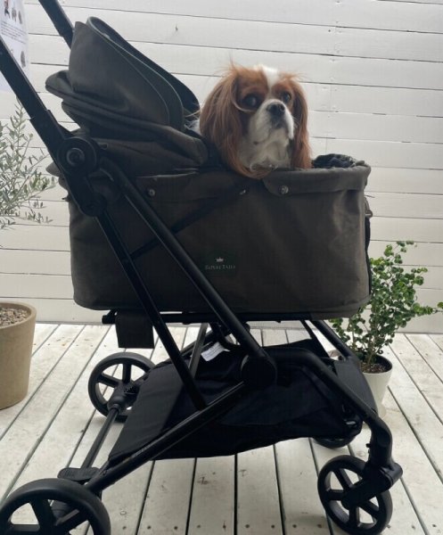 画像5:  【ワンタッチ】 Royal Tails Florence ロイヤルテイルズ・フローレンス (5)