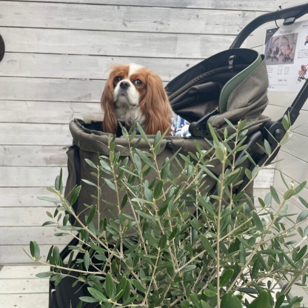 画像4:  【ワンタッチ】 Royal Tails Florence ロイヤルテイルズ・フローレンス (4)