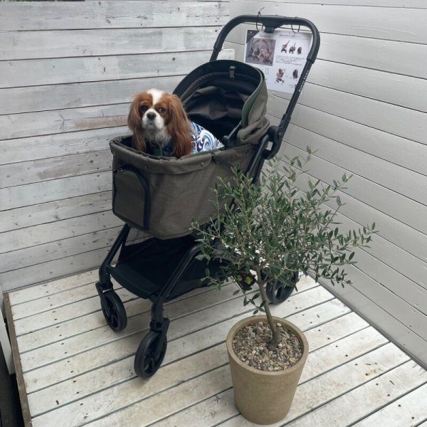 画像3:  【ワンタッチ】 Royal Tails Florence ロイヤルテイルズ・フローレンス (3)