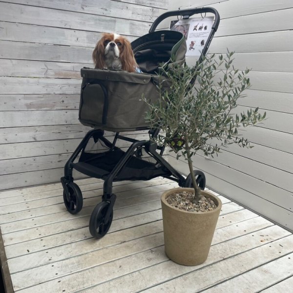 画像2:  【ワンタッチ】 Royal Tails Florence ロイヤルテイルズ・フローレンス (2)