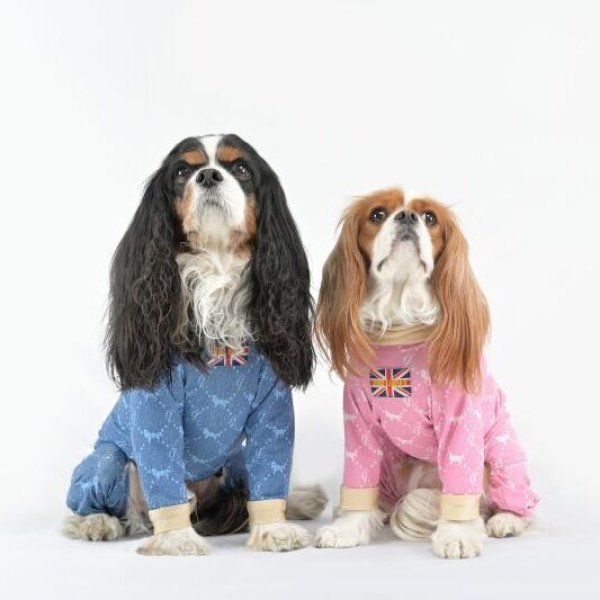 画像3:  10％OFF 【キャバスーツ LIMITED】Anniversary Monogram：DENIM BLUE (3)