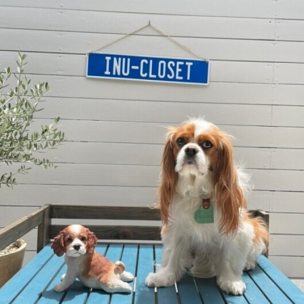 画像6: 【置物】ストレッチキャバリア (6)