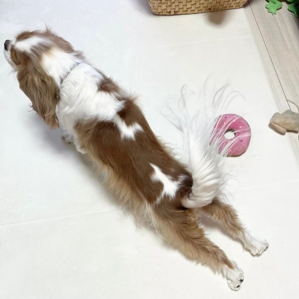 画像8: 【置物】ストレッチキャバリア (8)