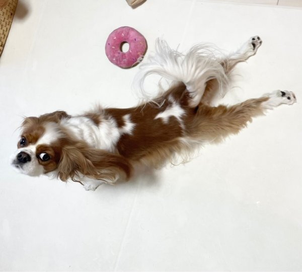 画像7: 【置物】ストレッチキャバリア (7)