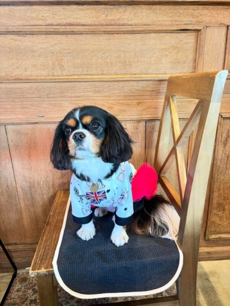 画像3:  30％OFF 【CAVA TEE】COCO RIBBON (3)