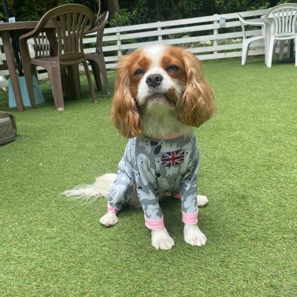 画像3: 【キャバスーツ LIMITED】フレンドパーク (3)