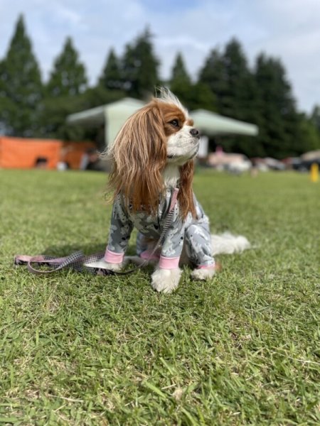 画像6: 【キャバスーツ LIMITED】フレンドパーク (6)