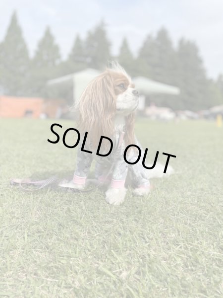 画像6: 【キャバスーツ LIMITED】フレンドパーク (6)