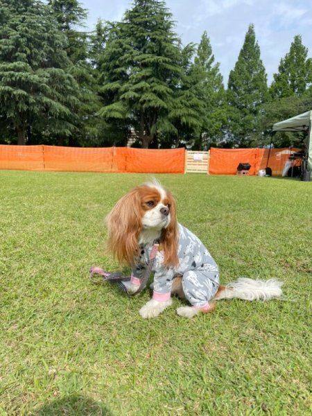 画像7: 【キャバスーツ LIMITED】フレンドパーク (7)