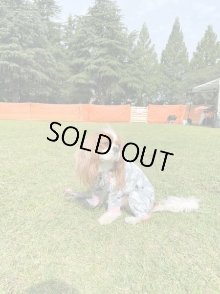 画像7: 【キャバスーツ LIMITED】フレンドパーク (7)