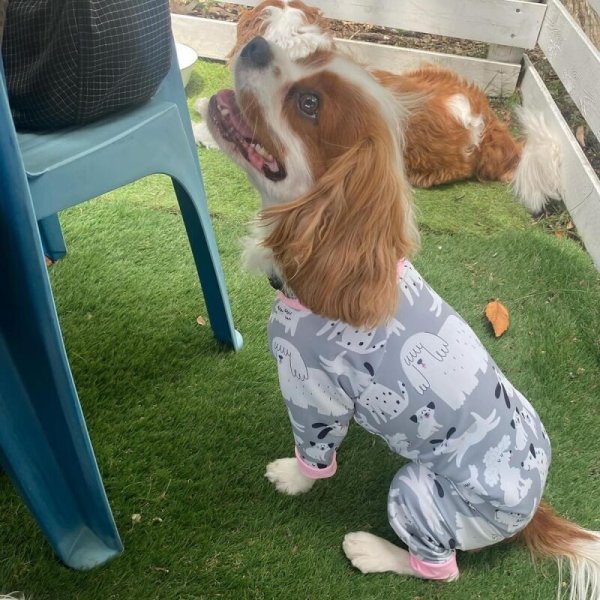 画像5: 【キャバスーツ LIMITED】フレンドパーク (5)