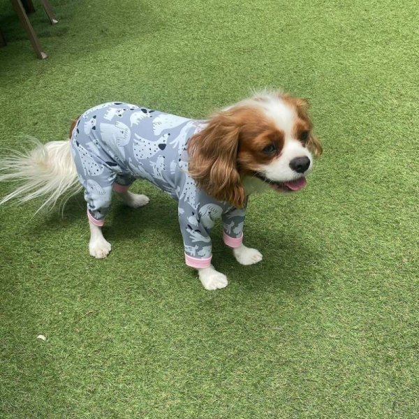 画像4: 【キャバスーツ LIMITED】フレンドパーク (4)